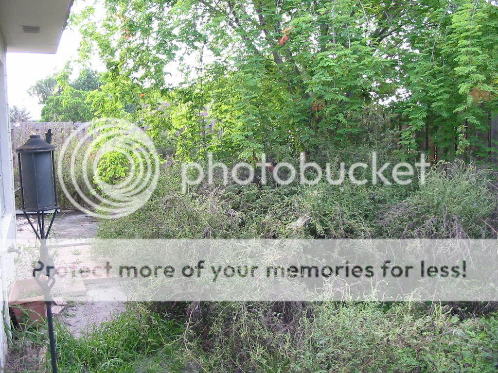 backyardforest.jpg