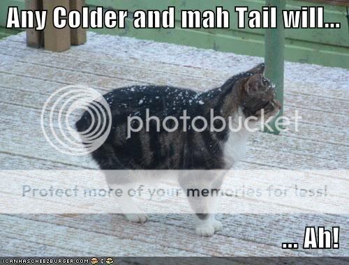 funny-pictures-no-tail-cat.jpg