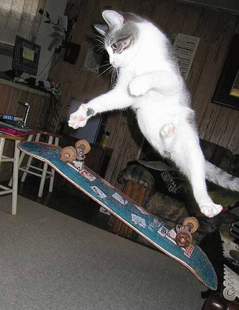 skateboarding_cat.jpg
