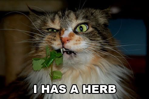 ihasherbbt8.jpg