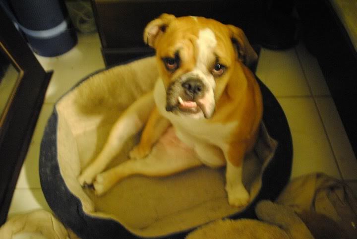 elliesupermodel.jpg