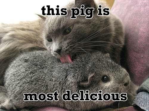 pig.jpg