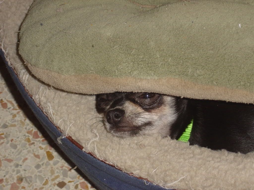 DSC00169.jpg