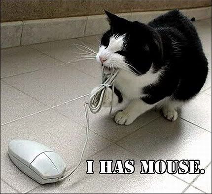 funny_cat_pictures_pc_2.jpg