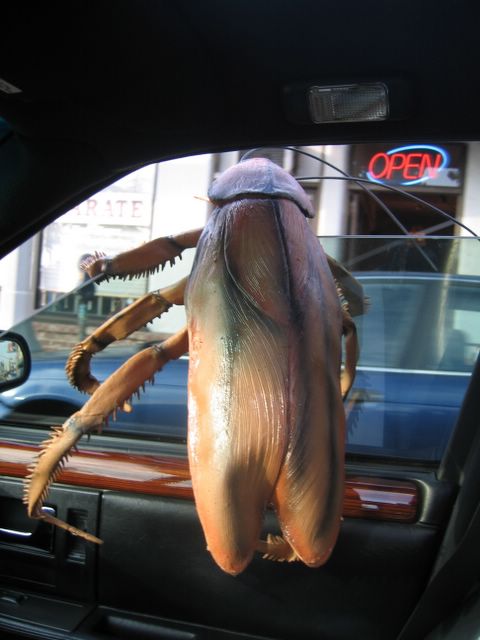 Roach1.jpg