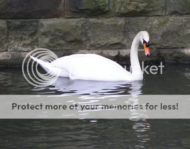 swan01.jpg
