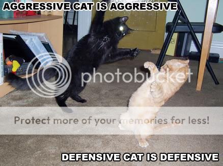 1agressivecatbr6.jpg