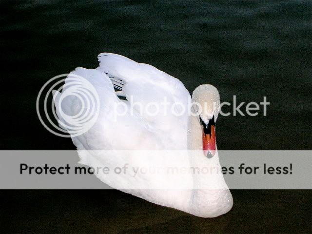 Swan.jpg