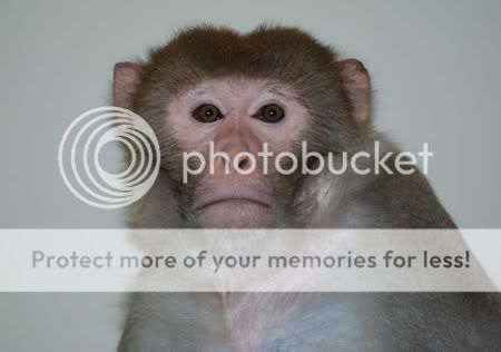 monkey.jpg