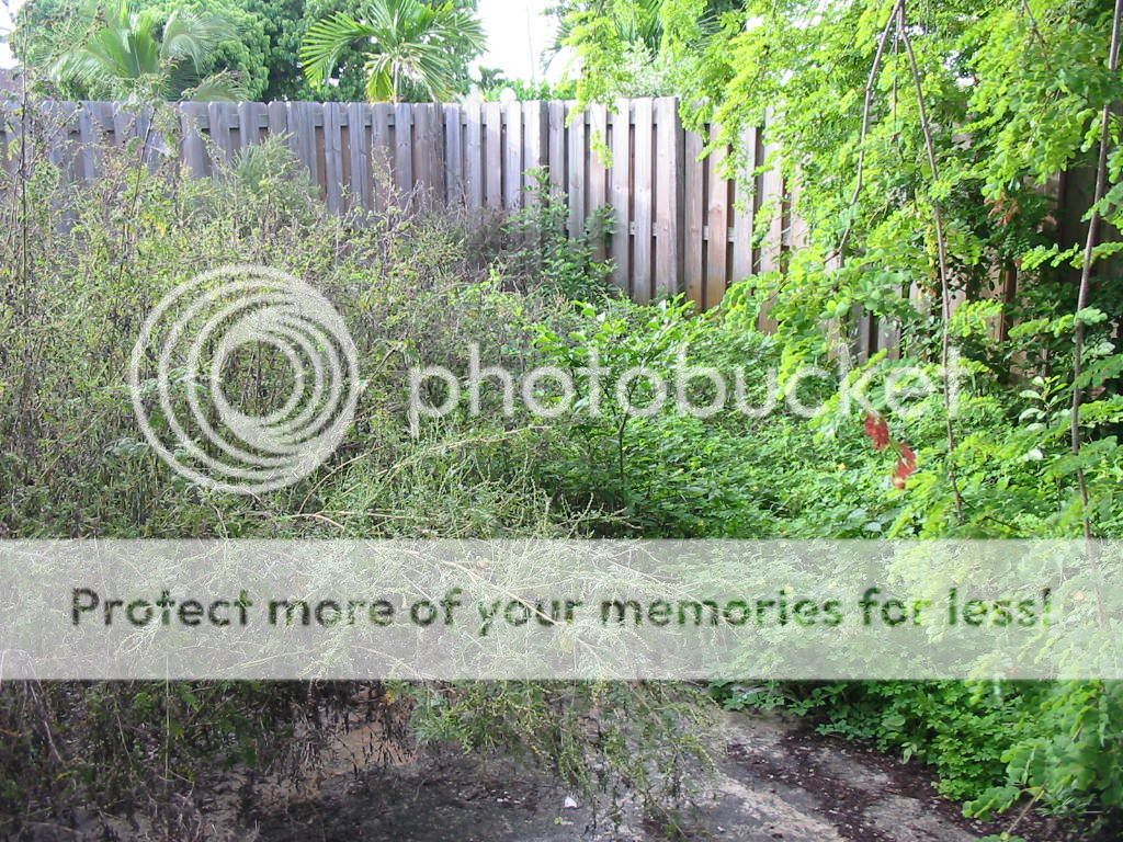 backyardforest3.jpg
