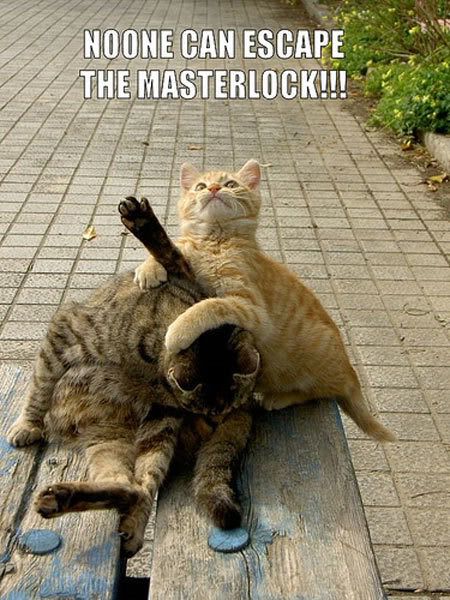 masterlock_cats.jpg