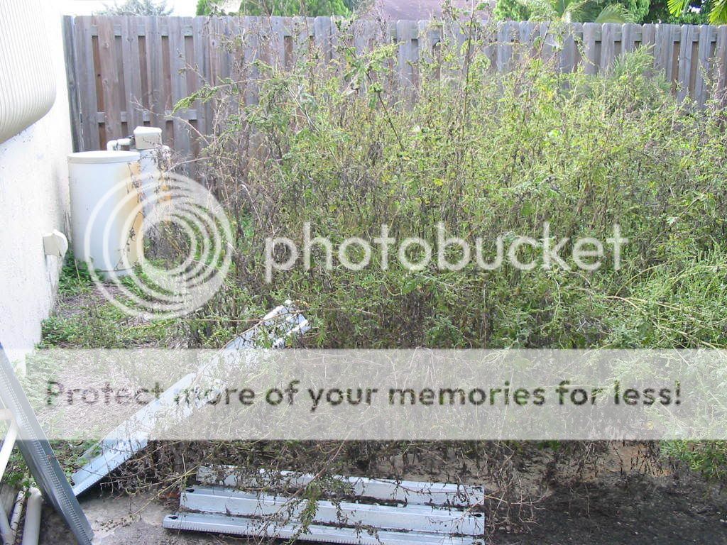 backyardforest2.jpg