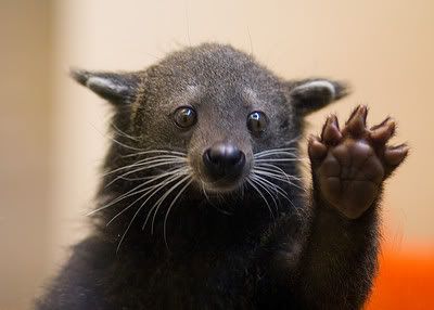 Bearcat2.jpg
