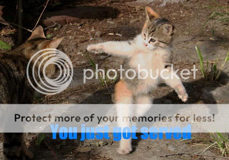 Cat-YouJustGotServed.jpg