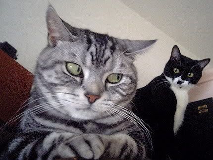 funnycatsgroup2.jpg