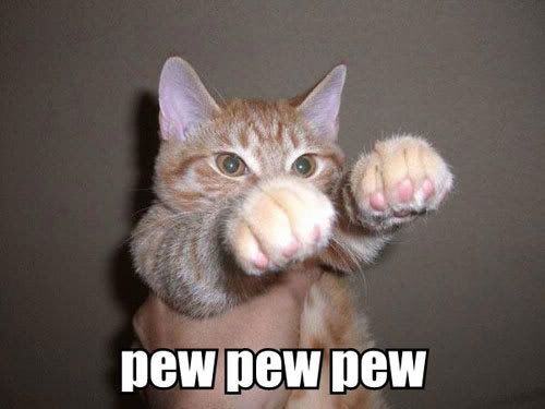 fightingcat.jpg