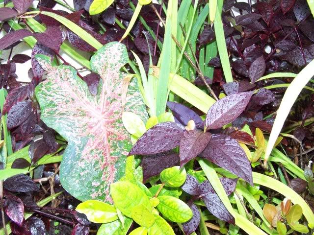 100_1550.jpg